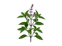 Basil plant with purple flowers and green leaves isolated on white background, suitable for culinary, botanical, and design applications.