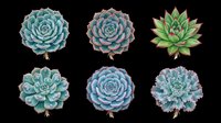 Six detailed succulent plants in teal, blue, and green tones, isolated on transparent background. Ready for stickers, t-shirt design, clipart, and print on demand use.