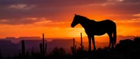 Horse silhouette against dramatic sunset sky with desert landscape and cactus plants creating peaceful western scene for nature and wildlife themes.