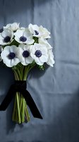 White anemone flowers with dark centers tied with black ribbon on blue linen fabric background for wedding and floral arrangements.