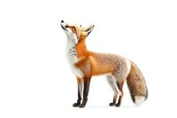 Red fox standing alert with head tilted upward on white background, isolated wildlife illustration for nature publications and educational materials.