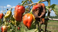 Fresh red and yellow habanero peppers growing on plant with one rotten pepper, showing growth stages and decomposition in organic garden setting.