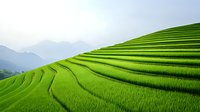 Vibrant green terraced rice fields on mountainside with layered agricultural landscape stretching into misty mountain peaks in soft morning light.