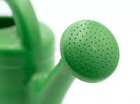 Green watering can with sprinkler head isolated on white background, ready for gardening, landscaping, and horticulture design projects.