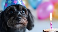 Small black dog wearing party hat celebrating birthday with cupcake and lit candle against colorful balloon background for pet celebration concepts.