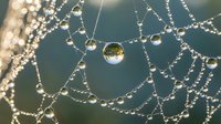 Spider web covered in morning dew drops with water beads creating natural patterns against soft blurred background for nature photography projects.