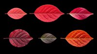Six vibrant autumn red leaves isolated on transparent background, perfect for fall clipart, stickers, t-shirt design, print on demand, and sublimation projects.