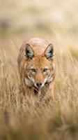 Wild coyote standing alert in golden grassland habitat with intense amber eyes and focused expression during natural hunting behavior in autumn prairie landscape.
