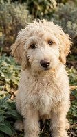 Adorable cream-colored goldendoodle puppy with curly fur sitting outdoors among green foliage, looking directly at camera with sweet expression.