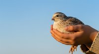 Young falcon chick held gently in human hands against clear blue sky, showcasing wildlife care, falconry training, and bird conservation education.
