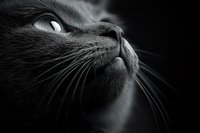 Close-up portrait of cat face in black and white showing detailed whiskers and eye for pet photography and animal artwork.