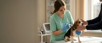 Female veterinarian in mint scrubs examining small beagle puppy during checkup at modern animal clinic with professional medical equipment.