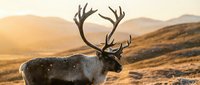 Majestic reindeer with large antlers standing in golden mountain landscape at sunset, wildlife photography for nature and outdoor adventure themes.