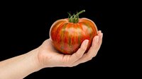Fresh heirloom striped tomato held in a Caucasian female hand, isolated on transparent background, ready for food, farm, or print on demand design use.
