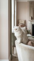 White fluffy cat with amber eyes sitting on cream armchair in elegant living room with fireplace and mirror. Domestic pet in luxury interior.
