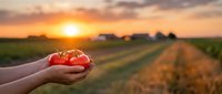 Fresh ripe tomatoes held in cupped hands at sunset over agricultural farmland with golden hour lighting and rural countryside background.