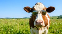 Cool cow wearing sunglasses in green pasture field under blue sky. Funny farm animal portrait for summer agriculture and rural lifestyle concepts.