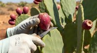 Hands in protective gloves harvesting ripe red prickly pear cactus fruits from desert plant using knife for safe collection of edible opuntia berries.