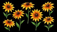 Black-eyed Susan flowers clipart set, isolated on transparent background, ready for t-shirt design, stickers, print on demand, sublimation, and digital crafts.
