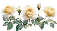 Delicate cream roses with buds and green leaves arranged in horizontal composition on white background, isolated floral design element for wedding stationery.
