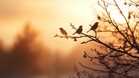 Birds silhouettes perched on bare tree branch against golden sunset sky with blurred forest background, creating peaceful nature atmosphere.