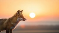 Red fox in profile against golden sunset sky with warm orange and pink hues creating dramatic wildlife silhouette for nature photography and outdoor adventure themes.