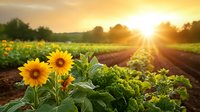 Sunflowers and fresh vegetables growing in organic farm field rows during golden sunset light for agriculture and farming concepts.