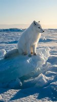 Arctic fox sitting on ice formation in snowy polar landscape during golden hour light with frozen wilderness background for wildlife photography.