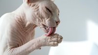 Hairless sphynx cat grooming itself, licking paw with pink tongue, wrinkled skin texture closeup on light background, pet care concept.