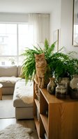 Orange tabby cat sitting on wooden console table with potted ferns and decorative items in bright, minimalist living room with natural light and neutral furnishings.