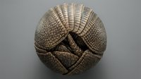 Armadillo rolled into defensive ball showing detailed shell armor plates and natural protection mechanism on neutral background.