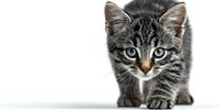 Adorable tabby kitten with striking blue eyes on white background, isolated for design use. Cute domestic cat baby with gray striped fur pattern.