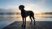 Black Labrador retriever dog standing on wooden dock at misty lake during golden hour sunrise creating peaceful morning atmosphere for pet and nature themes.