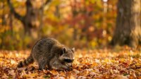 Raccoon foraging among colorful autumn leaves in forest setting with golden fall foliage creating natural wildlife habitat scene for seasonal nature content.