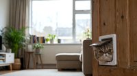 Curious tabby cat peeking through pet door in modern living room with wooden wall and cozy interior design for home improvement concepts.