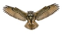 Isolated eagle owl with wings spread wide in frontal view against white background, ready for design projects, educational materials, wildlife illustrations, and print applications.