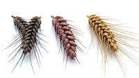Three wheat ears in different colors showing natural grain varieties from dark brown to golden yellow isolated on white background for agricultural design.