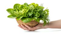 Fresh green herbs in wicker basket held by hands on white background. Organic cooking ingredients including basil, parsley, dill and lettuce leaves.