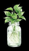 Watercolor green plant rooted in a glass jar with water, isolated on transparent background. Great for stickers, t-shirt design, print on demand, and sublimation.
