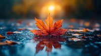 Single orange maple leaf on wet asphalt reflecting autumn sunlight with bokeh background creating peaceful seasonal atmosphere for nature photography.