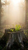 Green seedlings growing from old tree stump in misty forest with golden sunlight rays streaming through trees creating hope and renewal concept.