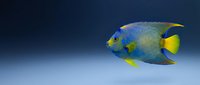 Queen angelfish with vibrant blue and yellow coloring swimming against neutral gradient background, suitable for marine life, aquarium, and wildlife educational content.