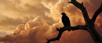 Silhouette of crow perched on bare tree branch against dramatic orange sunset sky with storm clouds for nature photography and wildlife designs.