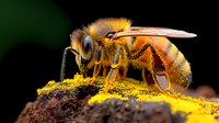 Detailed macro shot of honey bee collecting bright yellow pollen, showing intricate wing structure and body segments against dark background. Pollinator at work.