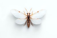 Flying insect with transparent wings and brown striped body isolated on white background, macro photography view showing detailed anatomy and wing structure.