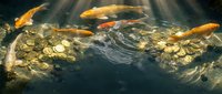Golden koi fish swimming above scattered coins in dark water with dramatic sunlight rays creating mystical underwater treasure scene for wealth concepts.
