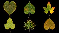Isolated autumn and spring leaves collection featuring heart-shaped and palmate foliage in green, yellow, and brown tones on transparent background. Ready for clipart, t-shirt design, stickers, and print-on-demand projects.