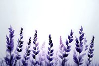 Purple lavender flowers silhouettes on white background creating botanical border design for aromatherapy wellness spa decoration projects.