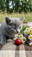 Gray kitten with blue eyes playing with red apple and white daisy flowers outdoors on woven mat, garden background. Cute pet for greeting cards, calendars, animal lovers.