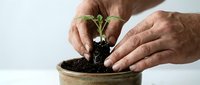 Senior male hands planting young seedling in soil-filled pot against white background, symbolizing growth, gardening, and environmental care for horticultural projects.